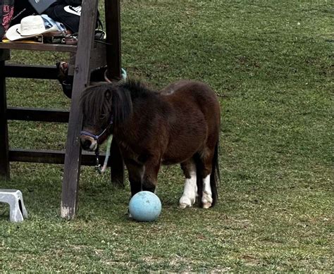 mini xxx|mini stallion Search